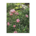 Pink Miniature Roses 1 Pink Miniature Roses 1