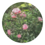 Pink Miniature Roses 1 Pink Miniature Roses 1