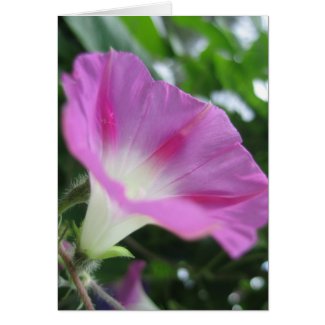 Pink Morning Glory Flower Cards
