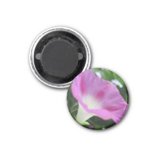 Pink Morning Glory Flower Magnets