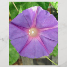 Pink Morning Glory flower on a sunny day Flyers