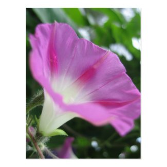 Pink Morning Glory Flower Postcard