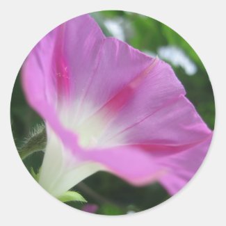 Pink Morning Glory Flower Round Stickers