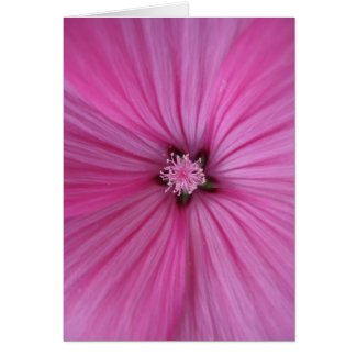 Pink Morning Glory ~ Macro Photography Greeting Card