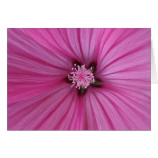 Pink Morning Glory ~ Macro Photography Cards