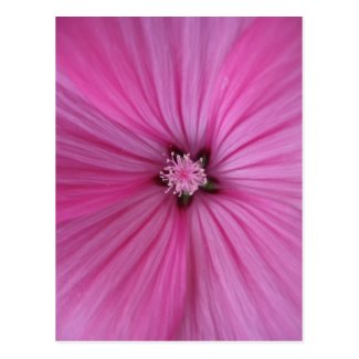 Pink Morning Glory ~ Macro Photography Postcard