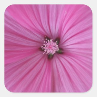 Pink Morning Glory ~ Macro Photography Sticker