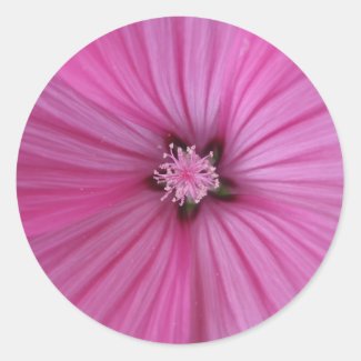 Pink Morning Glory ~ Macro Photography Stickers