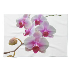 Pink Moth Orchids - Phalaenopsis Kitchen Towels