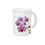Pink Moth Orchids - Phalaenopsis Pitchers