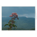 Pink Mountain Flower cards by lisajparker Pink Mountain Flower cards