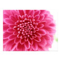 Pink Mum posters