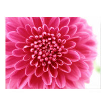 Pink Mum posters