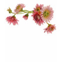 PINK MUMS by SHARON SHARPE t-shirts by sharonsharpe PINK MUMS by SHARON SHARPE t-shirts