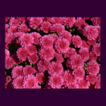 pink mums-New England