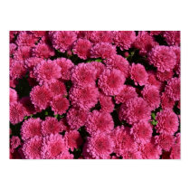 pink mums-New England posters