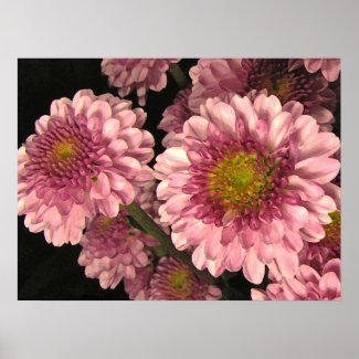 Pink Mums