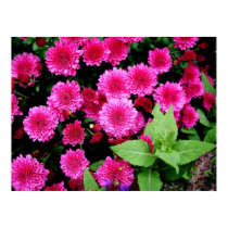 Pink Mums posters