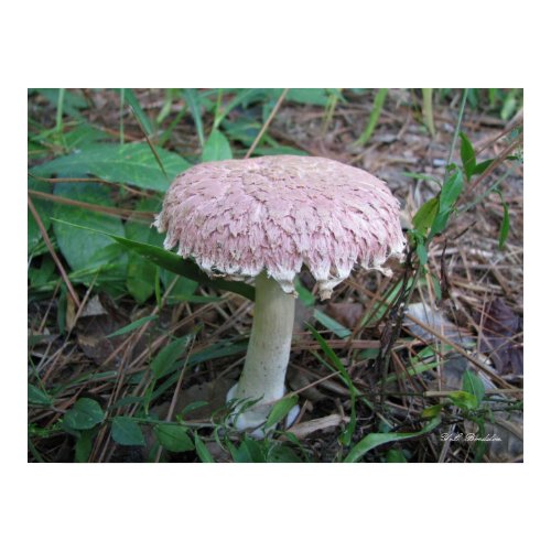 Pink Mushroom by River print