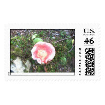 "PINK MUSHROOM" postage by crrfan "PINK MUSHROOM" postage