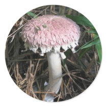 Pink Mushroom Sticker