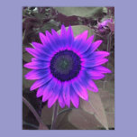 Pink N Purple Sunflower Poster posters