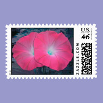 Pink N Teal Morning Glory Duo Postage stamps