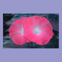 Pink N Teal Morning Glory Duo posters