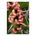 Pink n Thorny Poster posters
