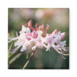 Pink Native Azalea Magnet