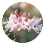 wild, flower, pink native azalea, native flower,