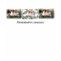 Pink Native Azalea T-Shirt