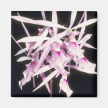 Pink Nemorale, Close Up (Epidendrum) flowers Fridge Magnet