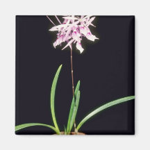 Pink Nemorale, Potted (Epidendrum) flowers Magnet