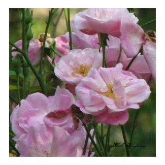 Pink Noisette Roses print