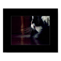 Pink Nose posters