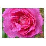 Pink November Rose Card