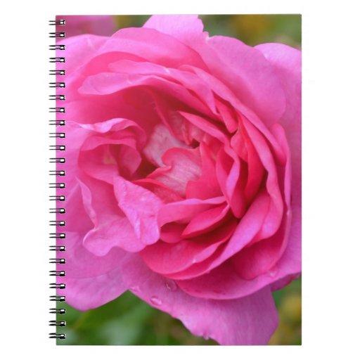Pink November Rose Notebook