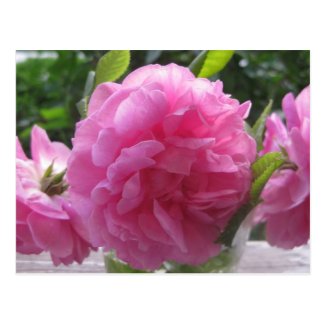 Pink Old Fashioned Roses Postcards
