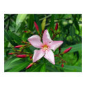 pink oleander posters by visionaryplaces pink oleander posters