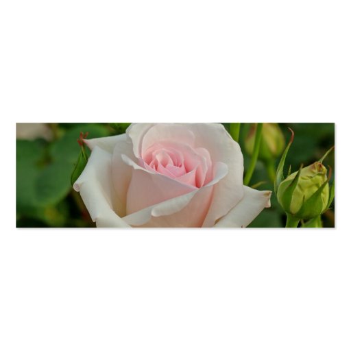 Pink Ophelia Hybrid Rose Business Card (front side)