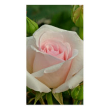 Pink Ophelia Hybrid Rose Business Card