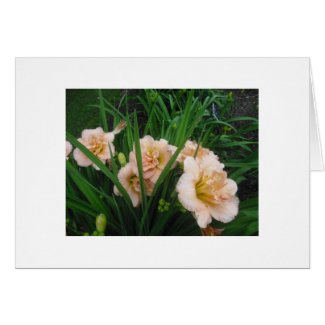 Pink or Peach Double Lily Card card