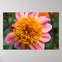 Pink & Orange Filled Dahlia Poster