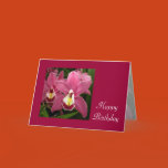 cymbidium, cymbidiums, orchid, orchids, pink