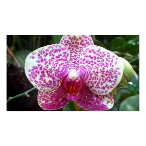 Pink Orchid Business Cards