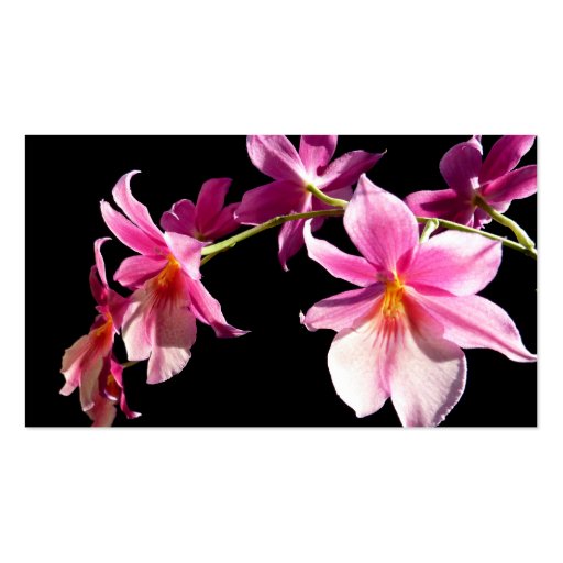 Pink Orchid. Business Cards (back side)