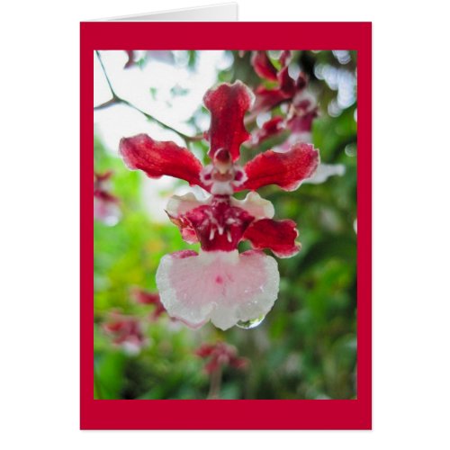 Pink Orchid card