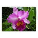 pink orchid cards