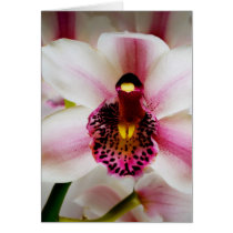 Pink Orchid Cards